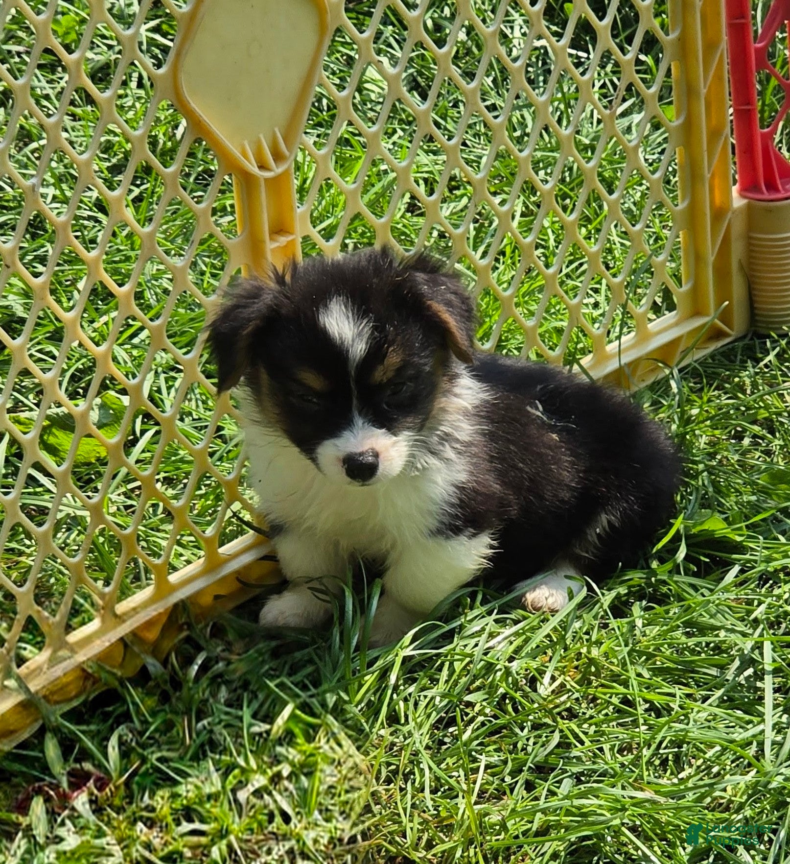 Welsh Corgi Pembroke dogs Puffy the Fluffy - Ad 2