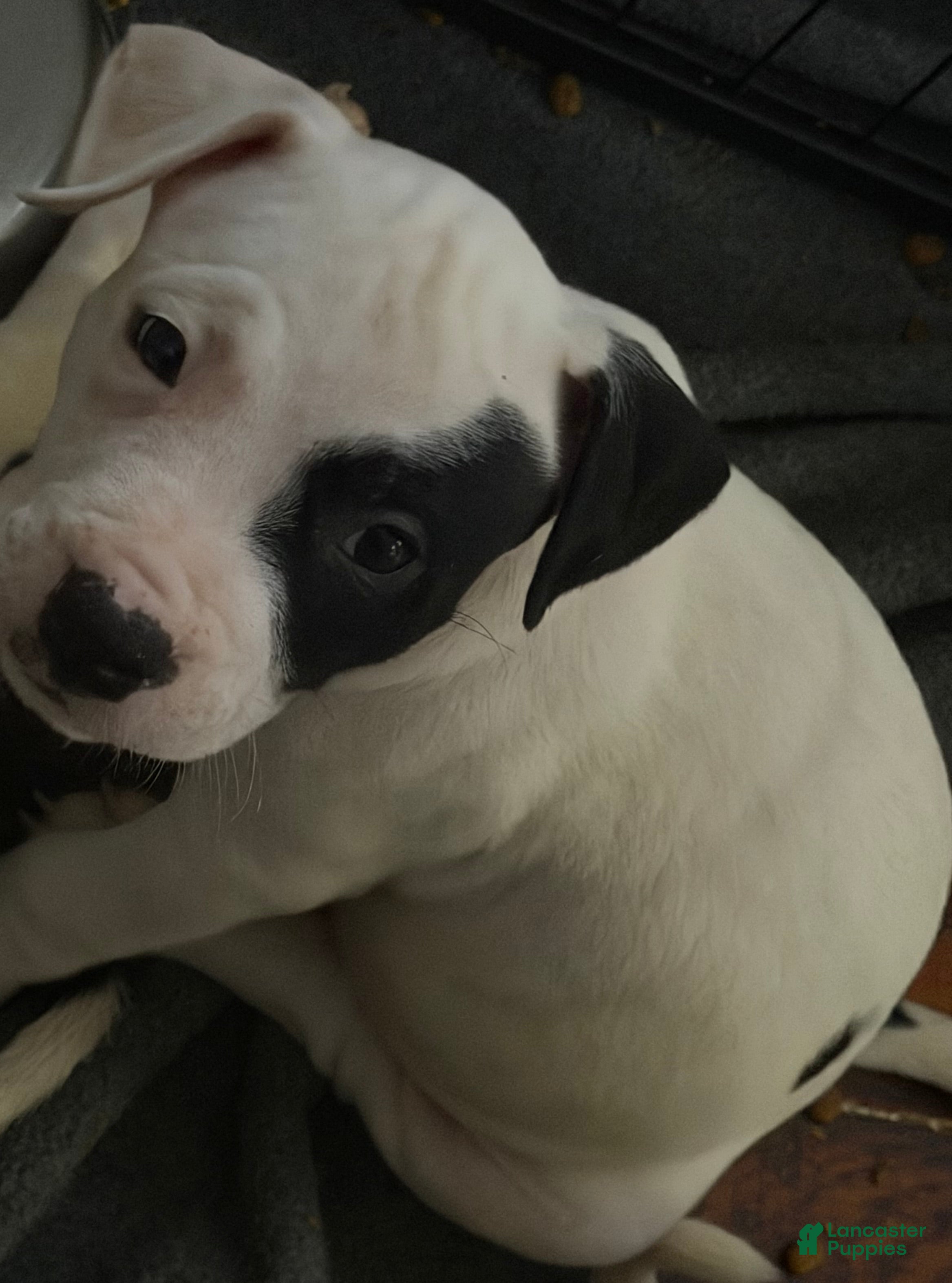 Mixed Breed dogs ROYAL - Ad 40
