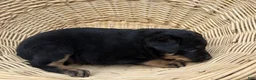 Rottweiler dogs for sale: Rottweiler Puppy 6 Sandy - Ad 2