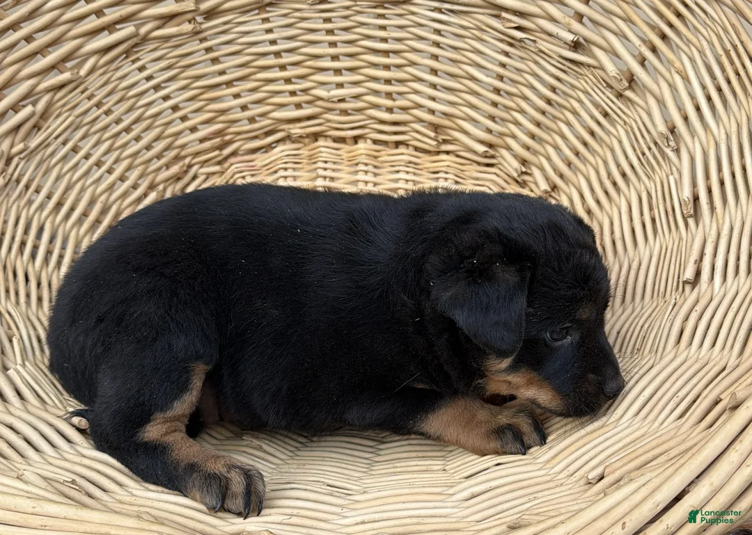 Rottweiler dogs for sale: Rottweiler Puppy 6 Sandy - Ad 2