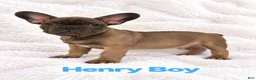 French Bulldog dogs for sale: French Bulldog Puppy Male Ready to Go AKC!!  - Ad 5