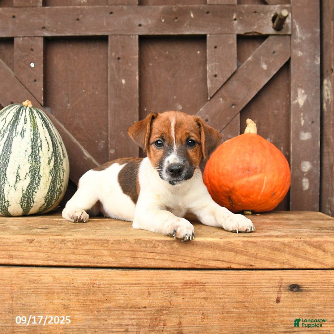 Jack Russell Terrier dogs for sale: Sarah - Ad 9
