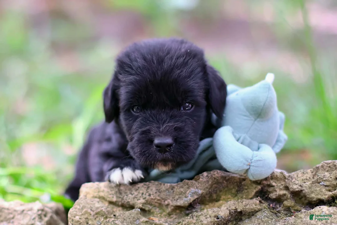 Newfoundland dogs for sale: Bowser - Ad 2