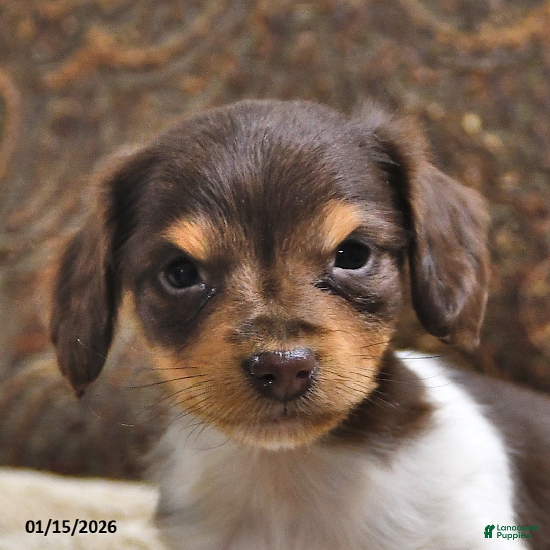 Miniature Dachshund dogs for sale: Skipper - Ad 4