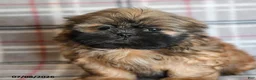 Shih Tzu dogs for sale: Ken  - Ad 11