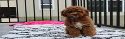 Cockapoo dogs for sale: Phoebe  - Ad 4
