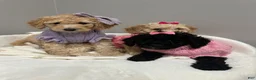 Miniature Poodle dogs for sale: Miniature Poodle Buttercup - Ad 6