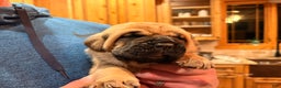Cane Corso dogs for sale: Pink girl - Ad 1