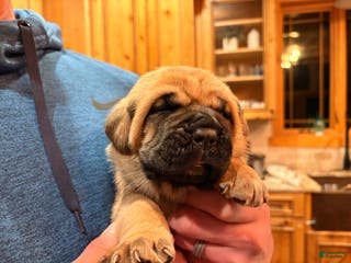 Cane Corso dogs Pink girl - Ad 20