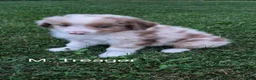 Australian Shepherd dogs for sale: Treager, A.S. 1 - Ad 1