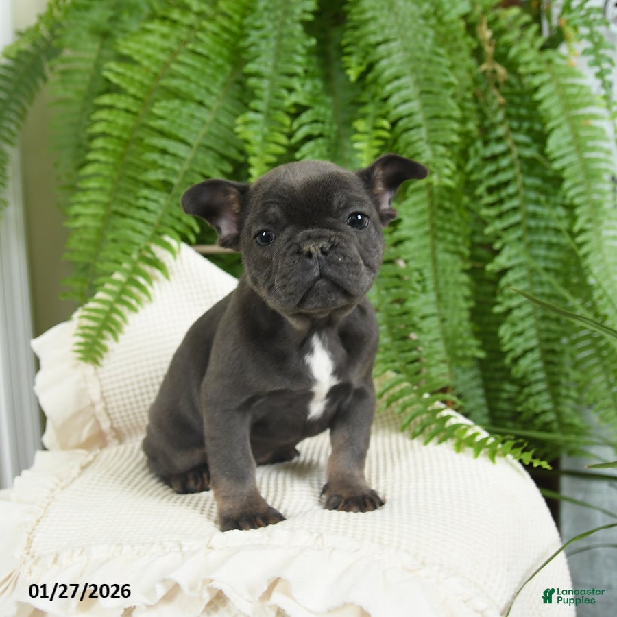 French Bulldog dogs Texas - Ad 17