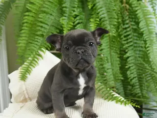 French Bulldog dogs Texas - Ad 17
