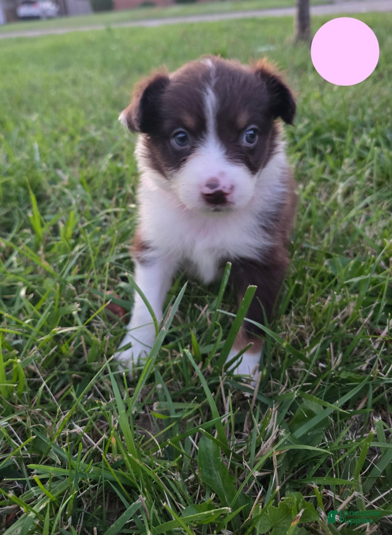 Australian Shepherd dogs Australian Shepherd Puppy PINK - Ad 23