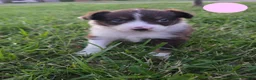 Australian Shepherd dogs for sale: Australian Shepherd Puppy PINK - Ad 6