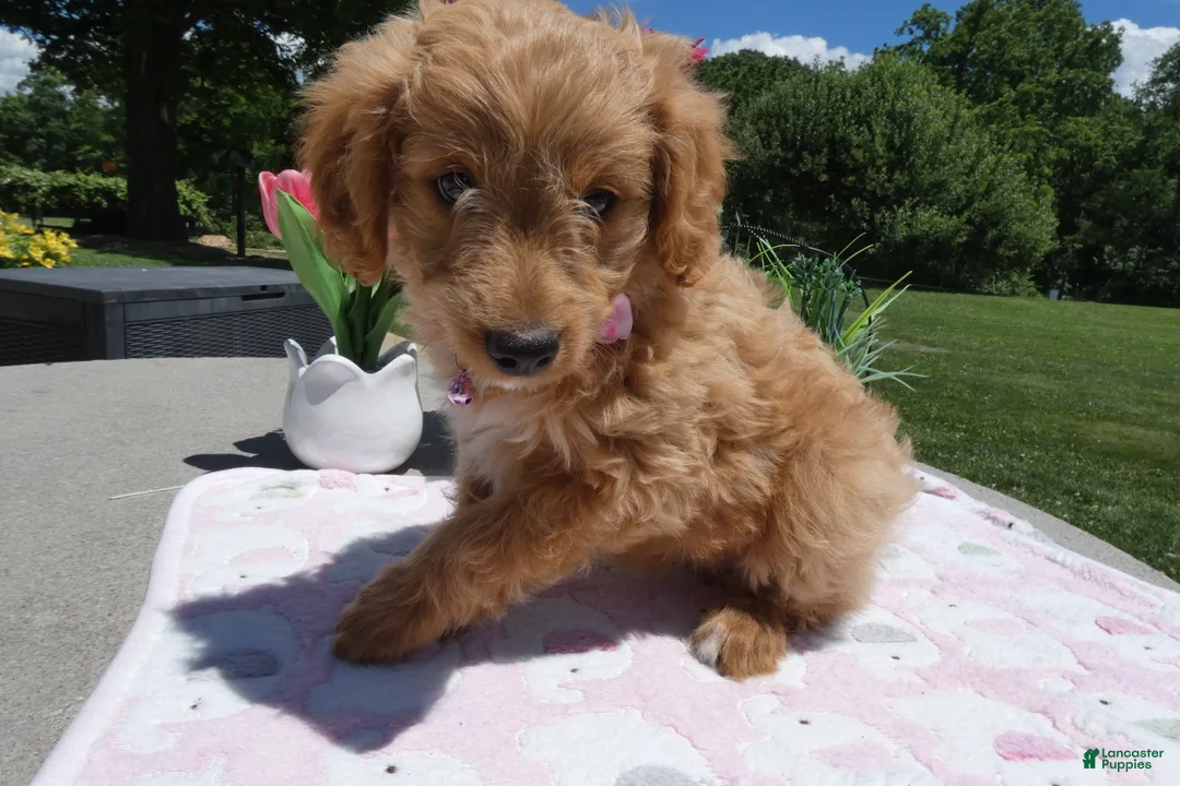 Mini Aussiedoodle dogs for sale: Mini Aussiedoodle 4 Dolly - Ad 1
