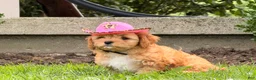 Cockapoo dogs for sale: Sunshine  - Ad 7