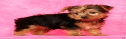 Yorkshire Terrier dogs for sale: Teddy - Ad 9