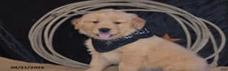 Golden Retriever dogs for sale: Kory - Ad 3
