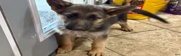 German Shepherd dogs for sale: Noname - Ad 3