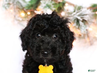 Mini Bernedoodle dogs - Ad 38