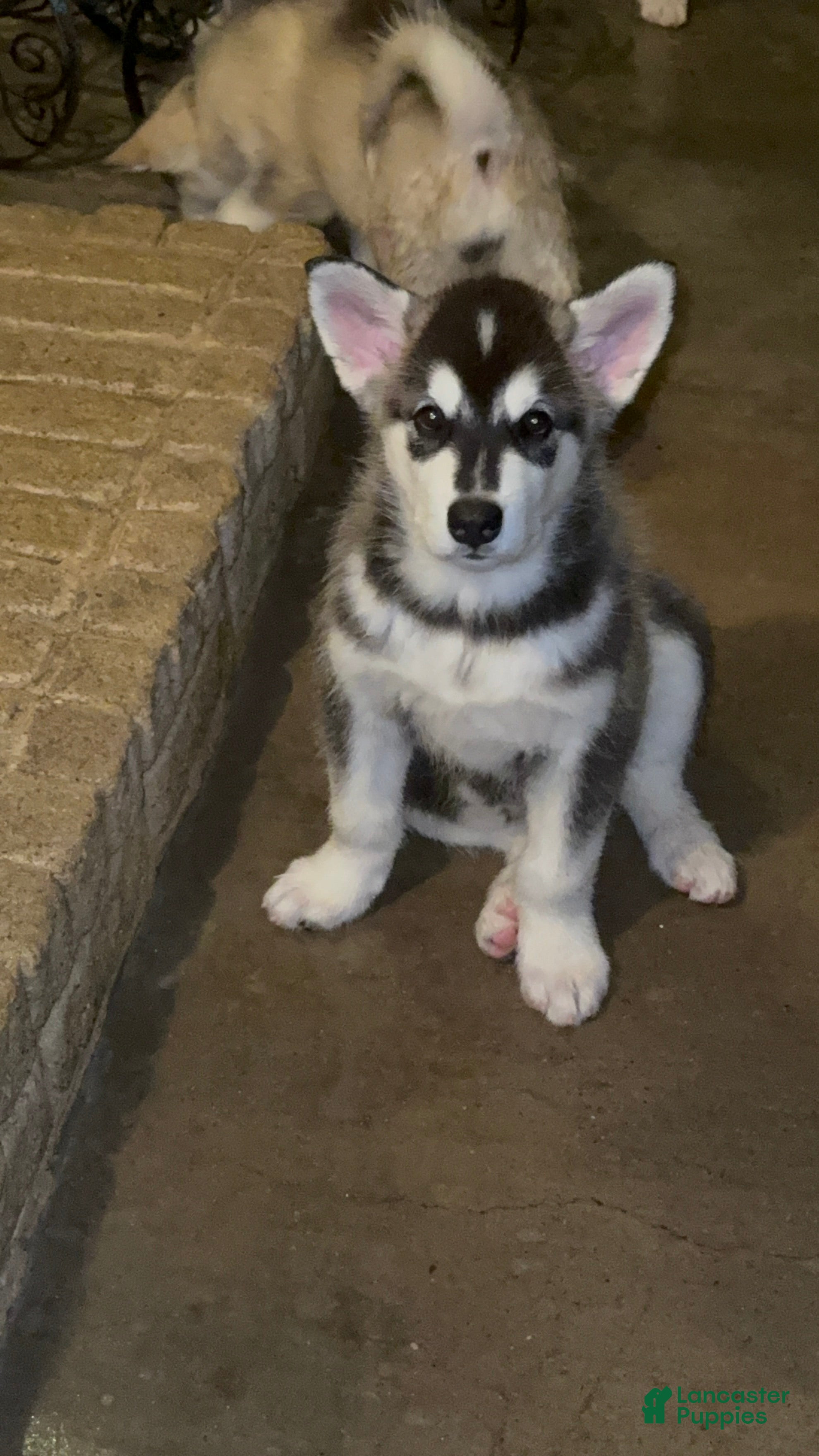 Alaskan Malamute dogs for sale: Sophie - Ad 3