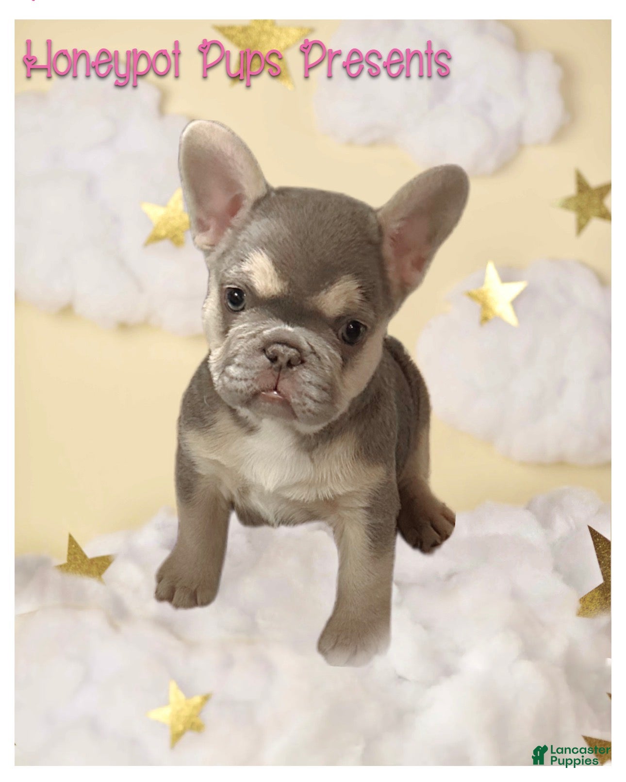 French Bulldog dogs DOLCE *FLUFFY and PINK CARRIER* - Ad 2