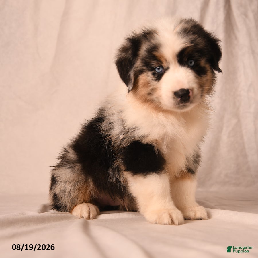 Miniature Australian Shepherd dogs Payton - Ad 1