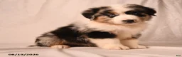 Miniature Australian Shepherd dogs for sale: Payton - Ad 1