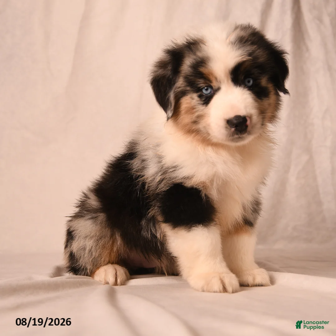 Miniature Australian Shepherd dogs for sale: Payton - Ad 1