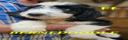 Bernedoodle dogs for sale: Bernedoodle  - Ad 3