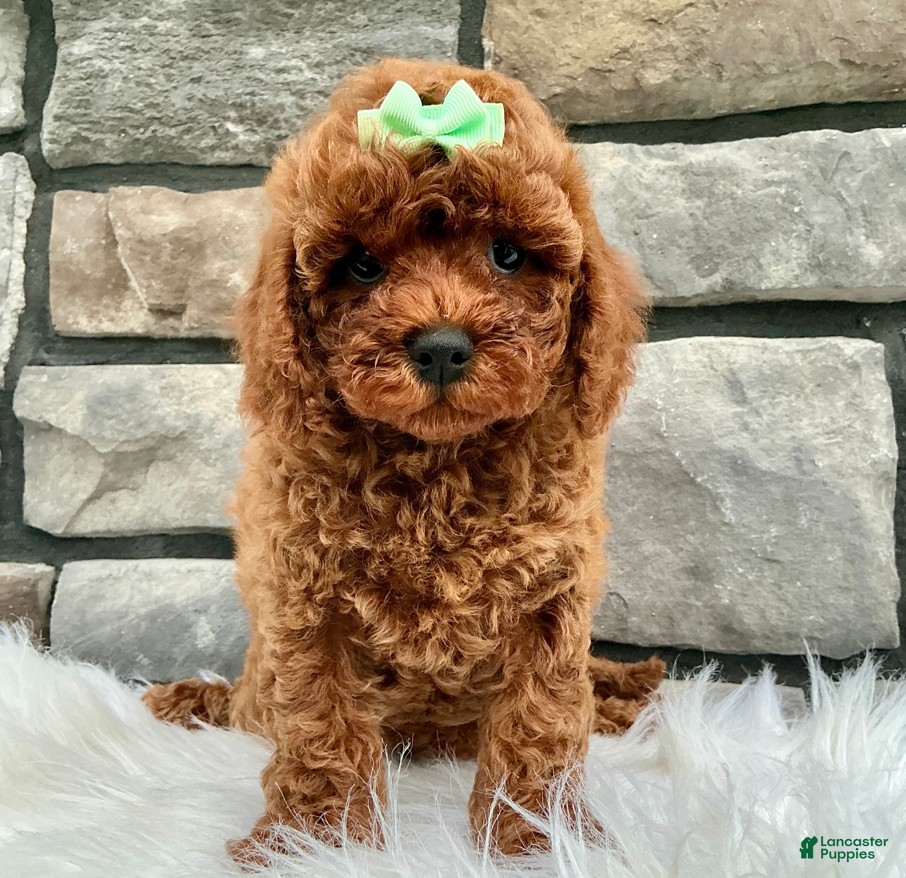Cavapoo dogs Kara - Ad 1