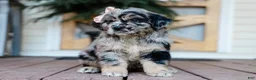 Mixed Breed dogs for sale: Cassie Golden Retriever/Jug Pup - Ad 5
