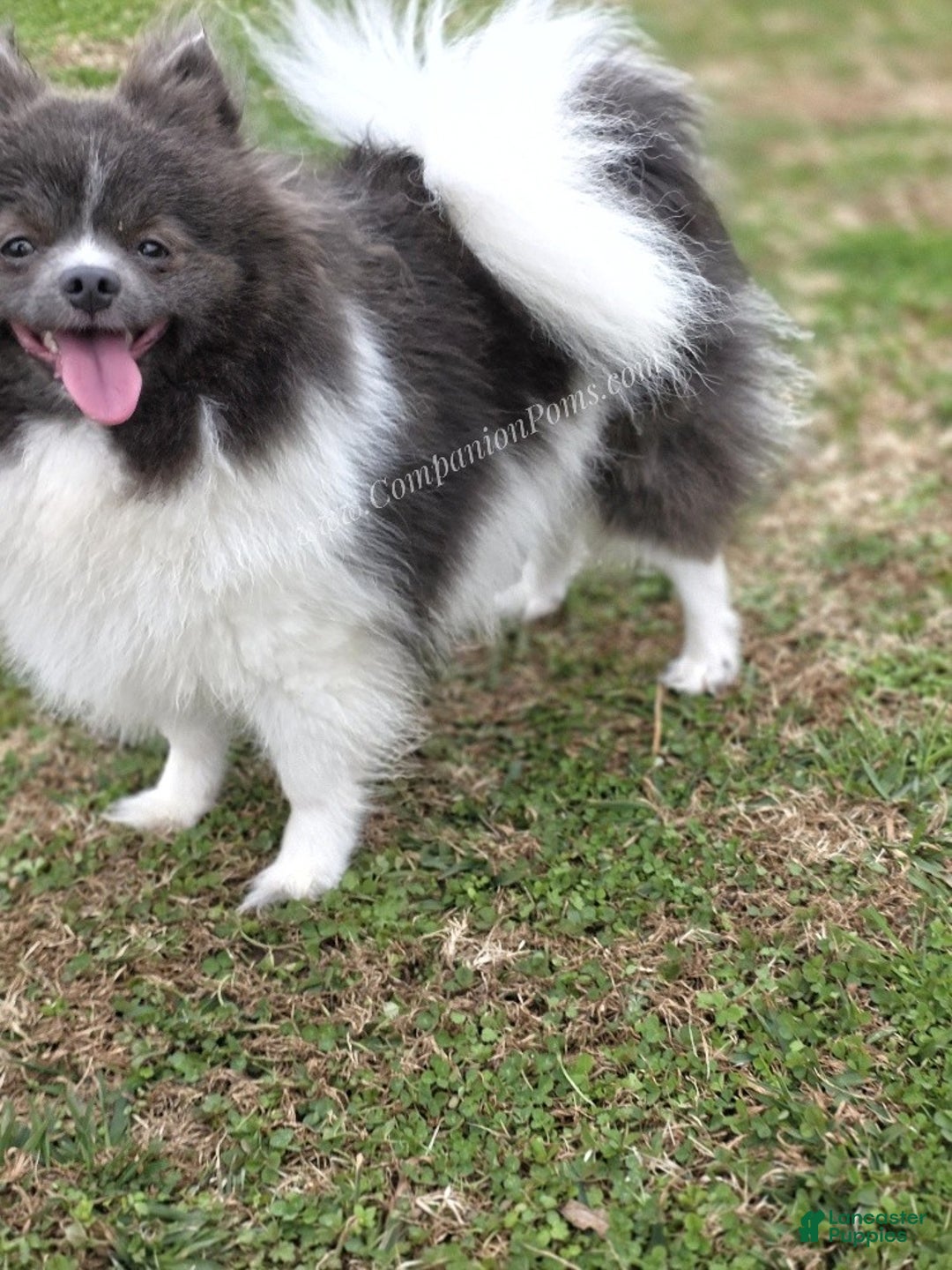 Pomeranian dogs for sale: Paris - Blue and White (parti) -Young Adult AKC full no reg option - Ad 5