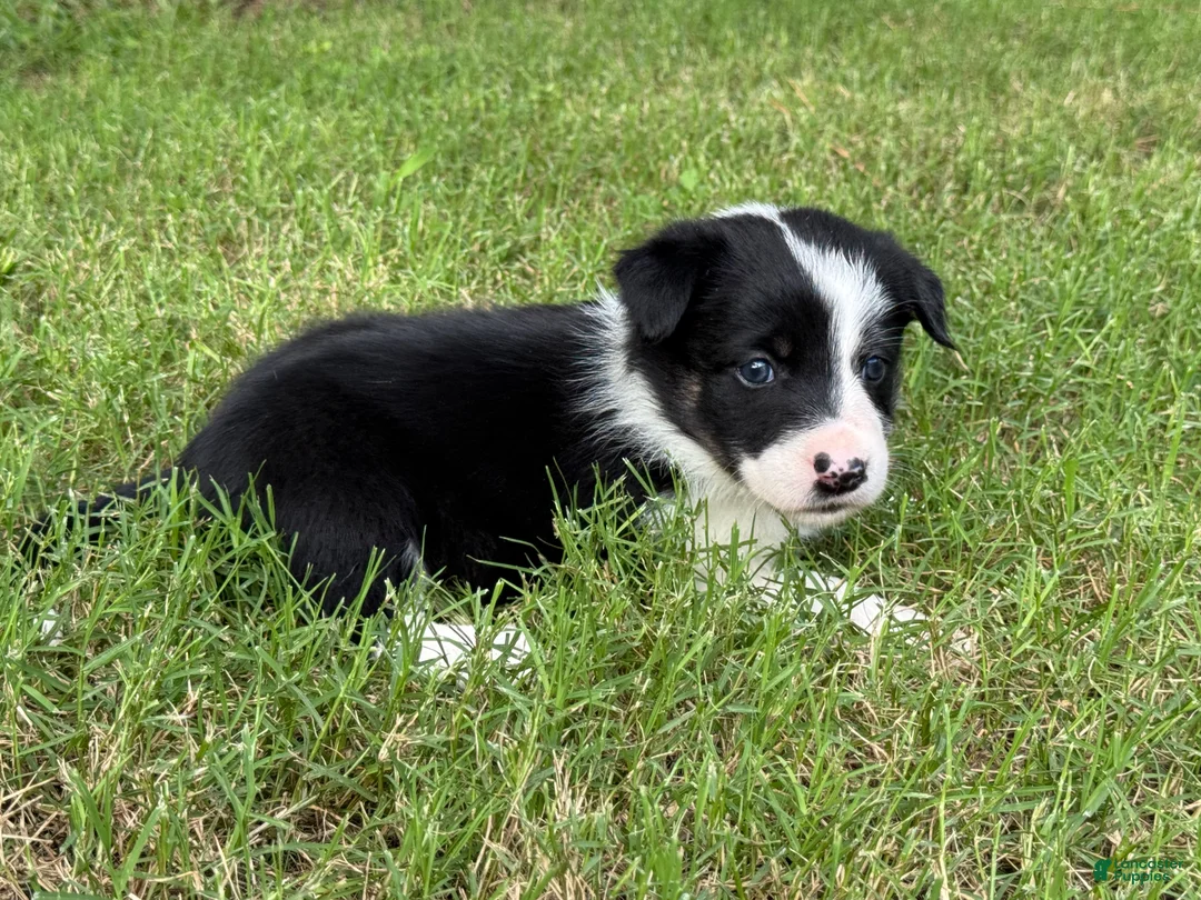Border Collie dogs for sale: Smooth Girl - Ad 2