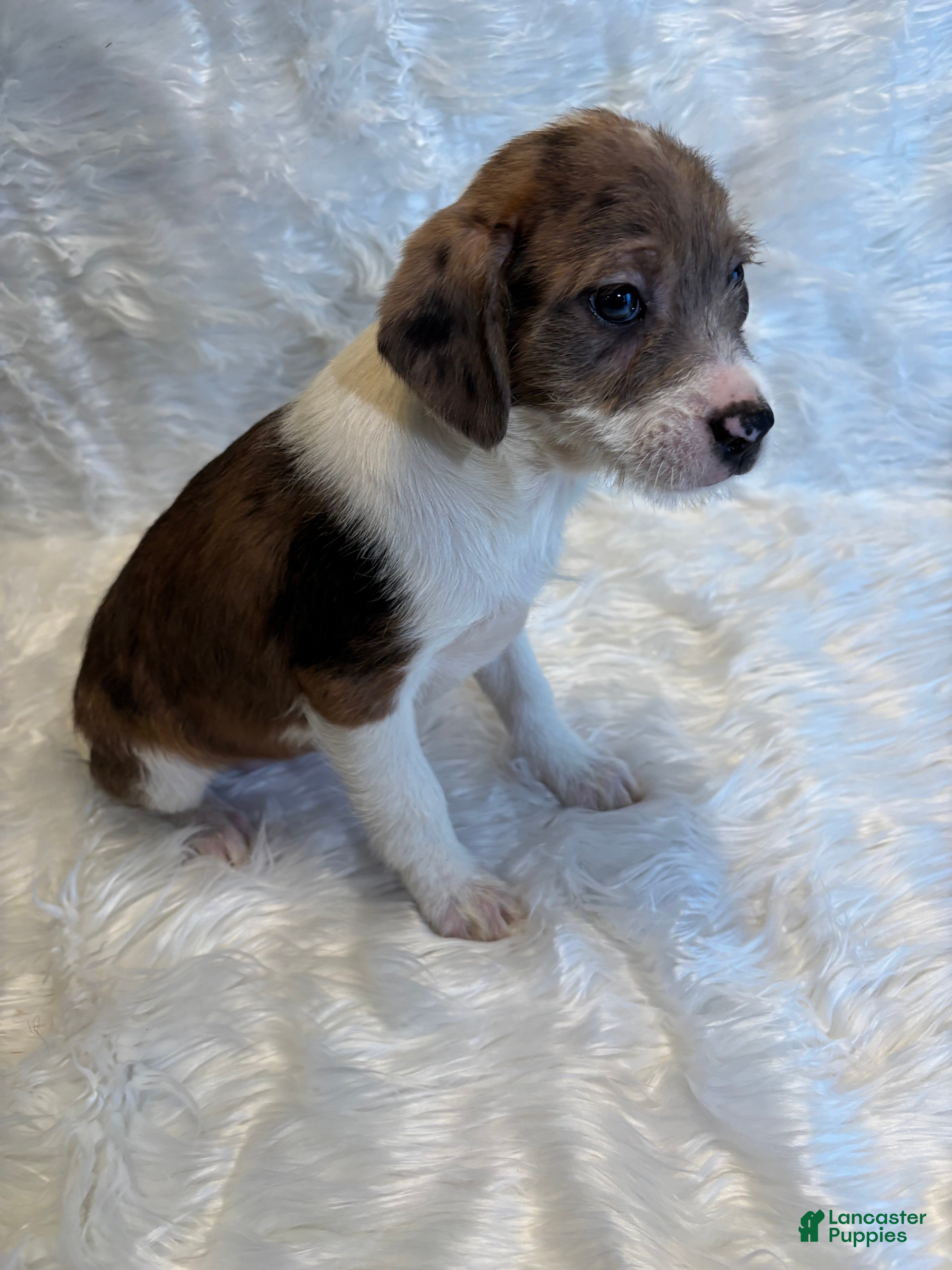Mixed Breed dogs Mixed Breed Puppy 1 - Ad 9