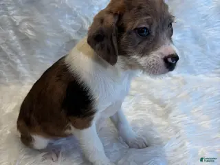 Mixed Breed dogs Mixed Breed Puppy 1 - Ad 21