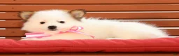 Pomeranian dogs for sale: Sadie - Ad 2