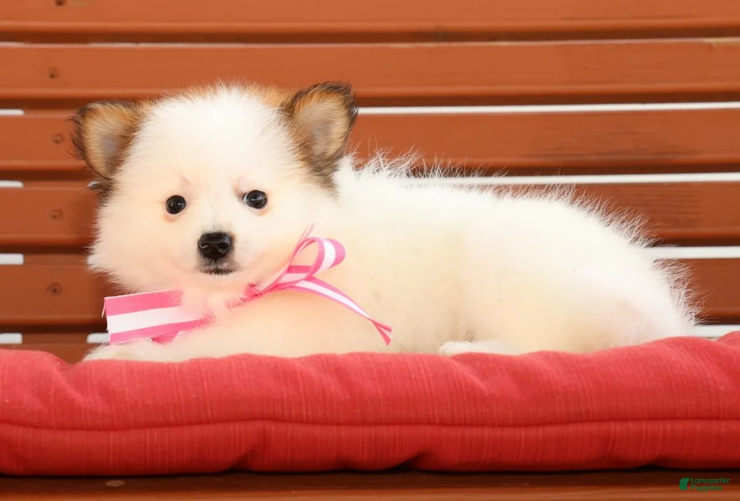 Pomeranian dogs for sale: Sadie - Ad 2