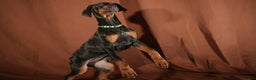 Doberman Pinscher dogs for sale: Green - Ad 2