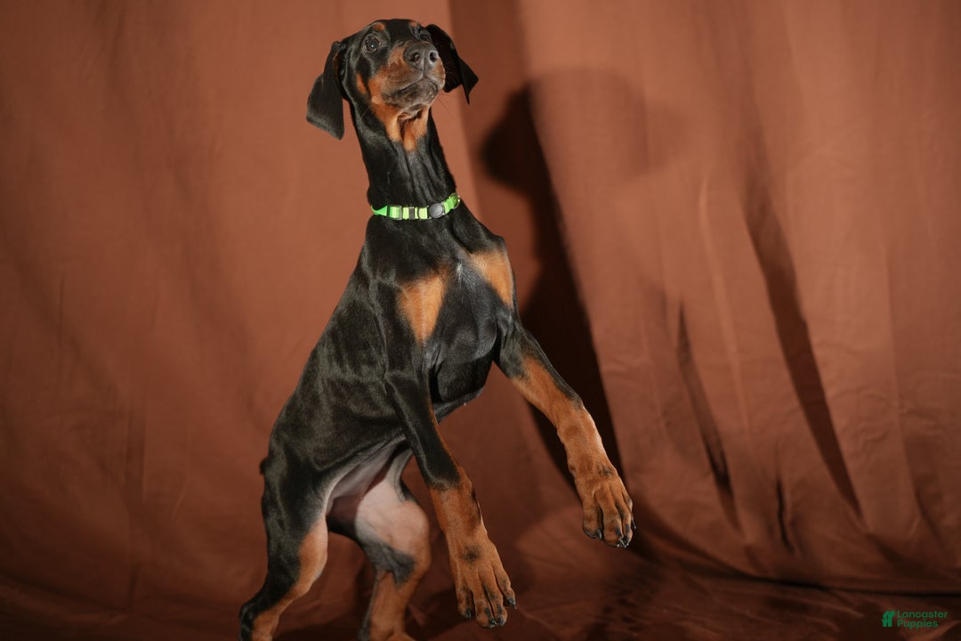 Doberman Pinscher dogs for sale: Green - Ad 2