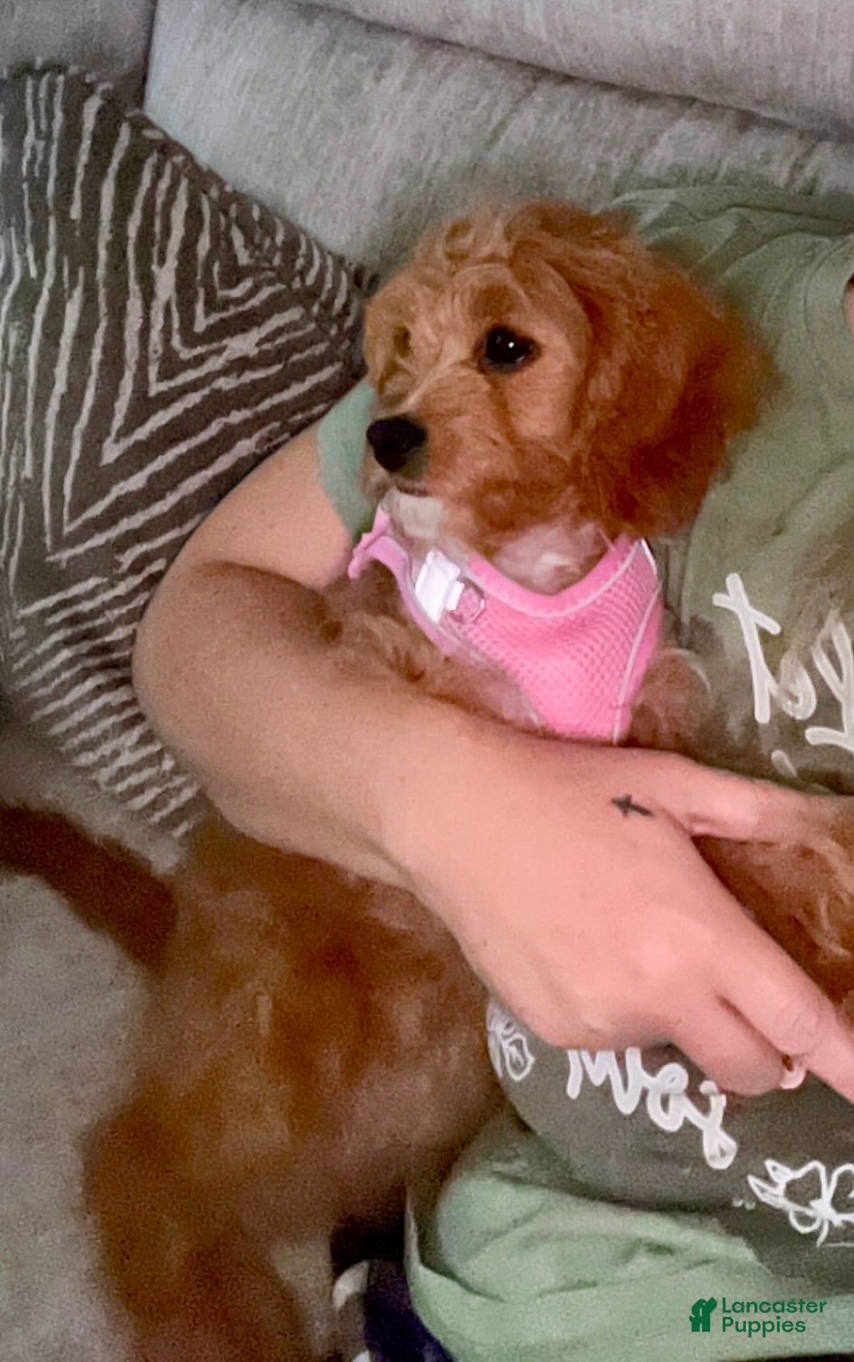 Cavapoo dogs Nala 💗 - Ad 2