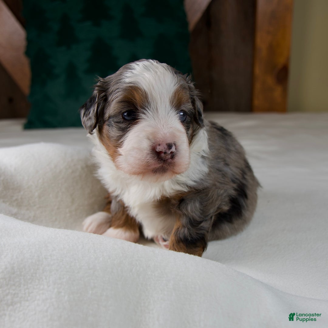 Mini Bernedoodle dogs for sale: Holly Girl - Ad 8