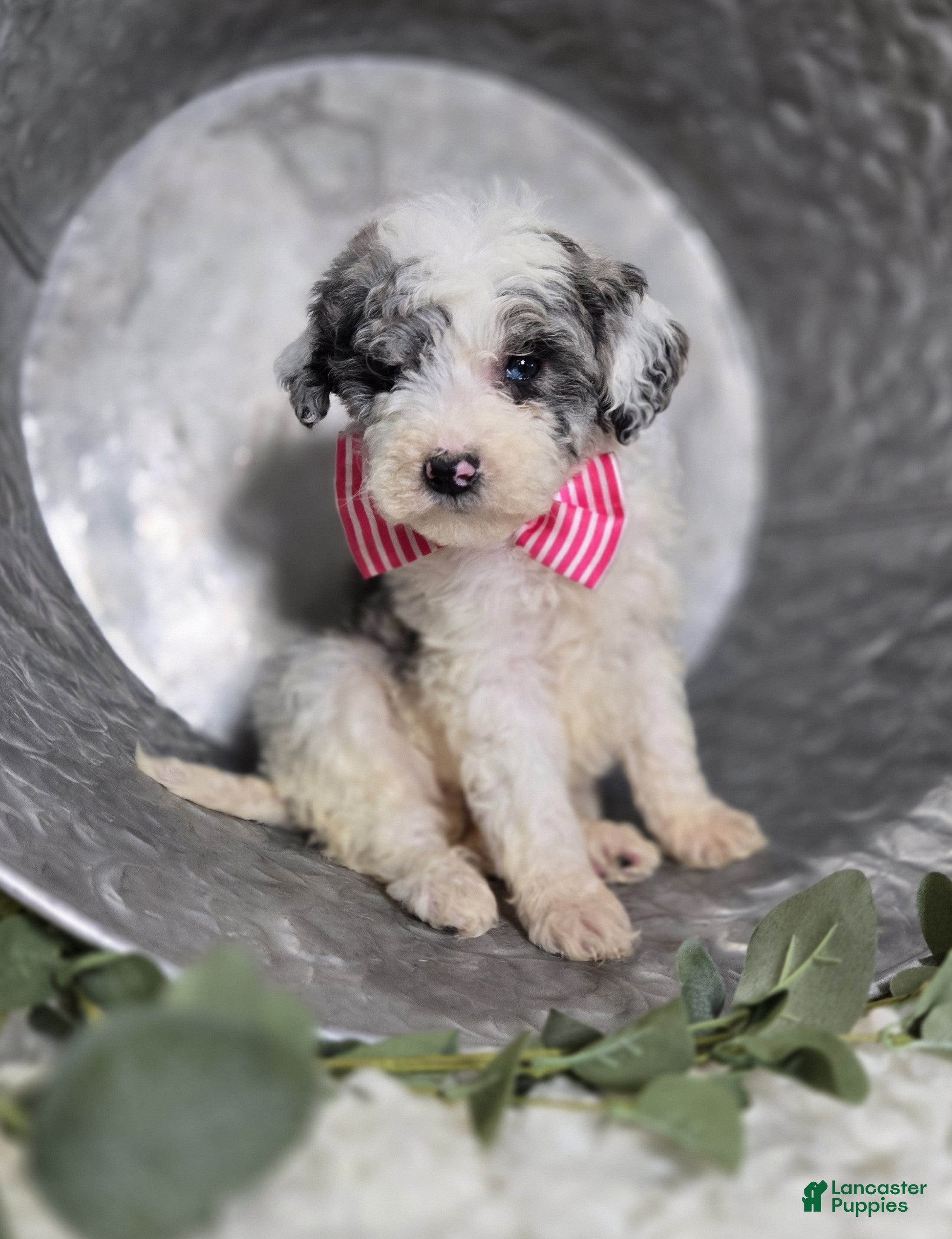 Mini Sheepadoodle dogs Molly - Ad 2