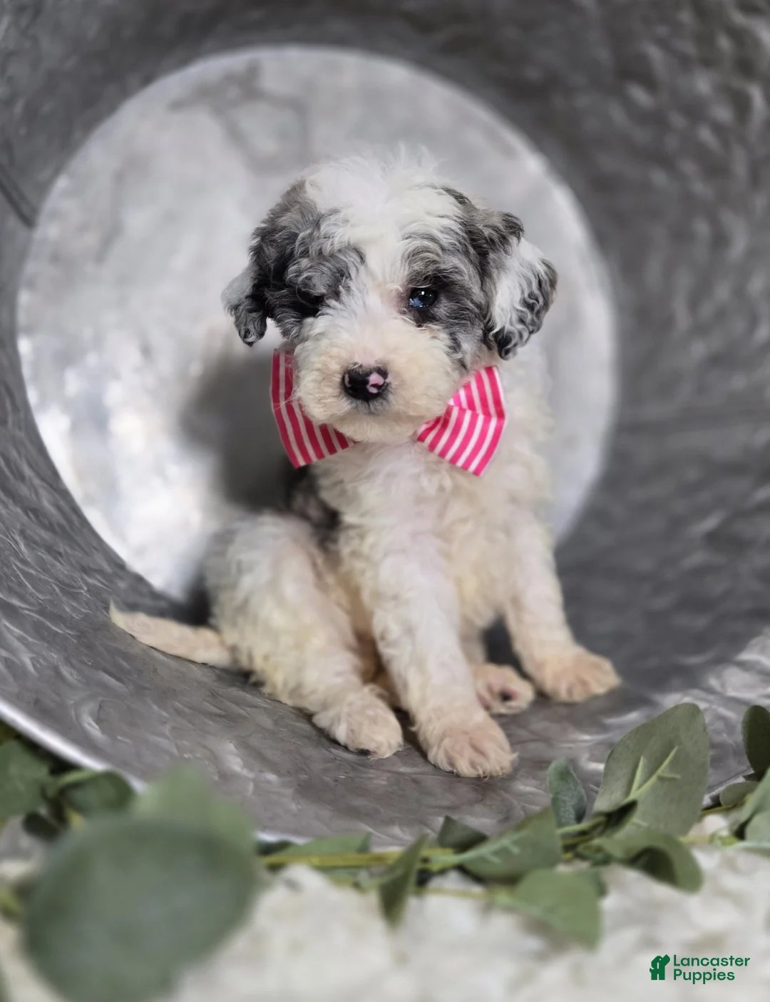 Mini Sheepadoodle dogs for sale: Molly - Ad 2