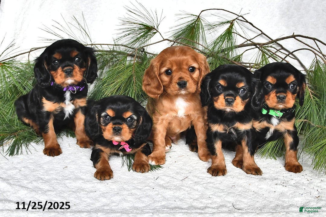 Cavalier King Charles Spaniel dogs for sale: Archer- (chocolate carrier) - Ad 3