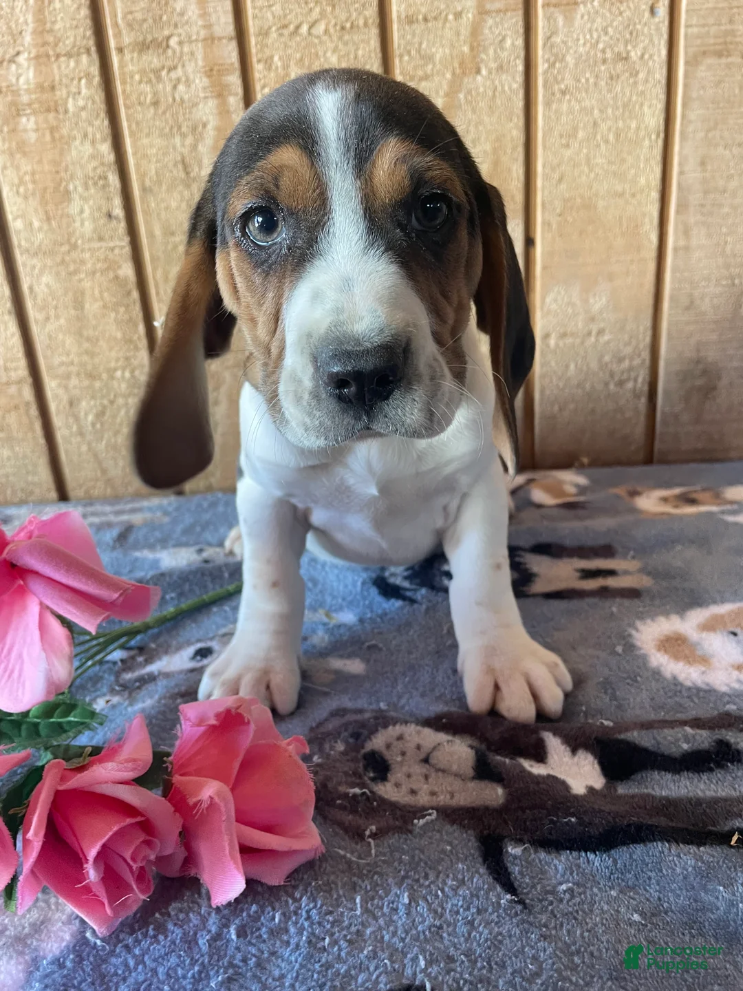Beagle dogs for sale: Snoopy - Ad 2