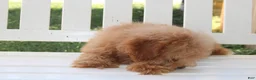 Shihpoo dogs for sale: Milo - Ad 7