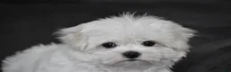 Maltese dogs for sale: Teddy - Ad 8