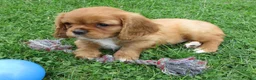Cavalier King Charles Spaniel dogs for sale: Cruze - Ad 6