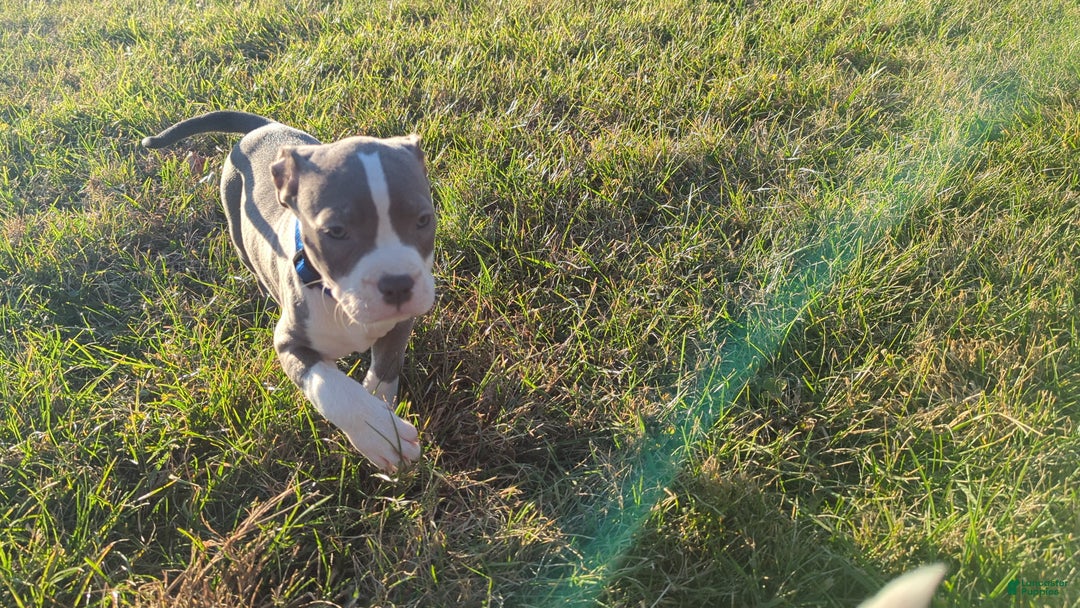 American Bully dogs for sale: Classic  - Ad 9
